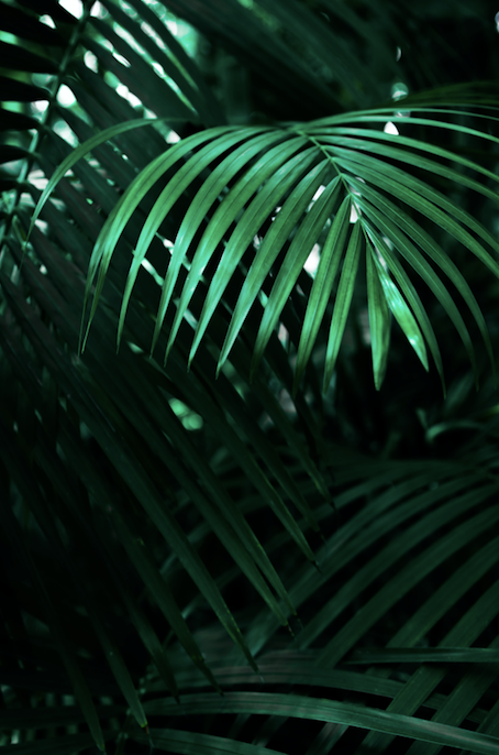 Palm Tree Plant Care