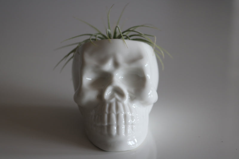 Ceramic Skull Planter