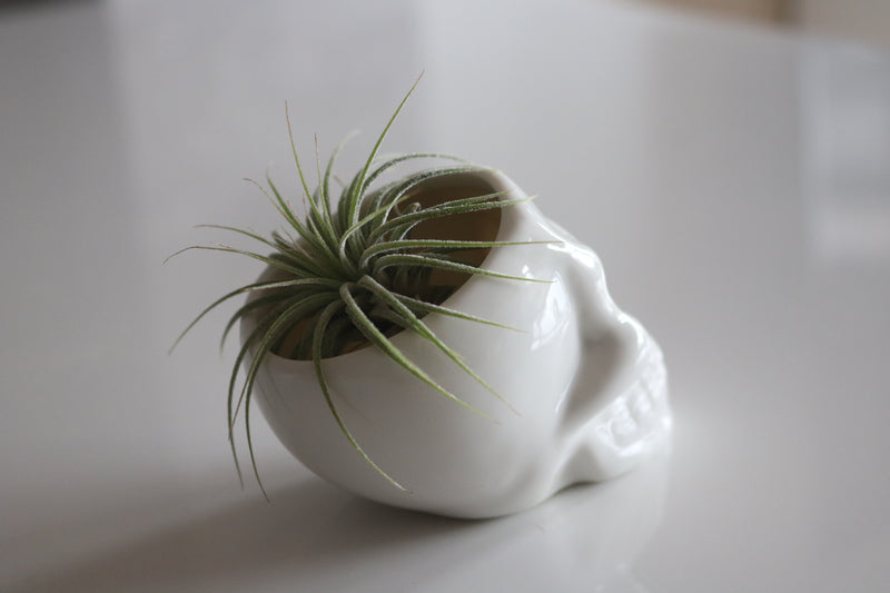 Ceramic Skull Planter