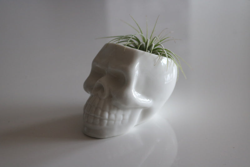 Ceramic Skull Planter