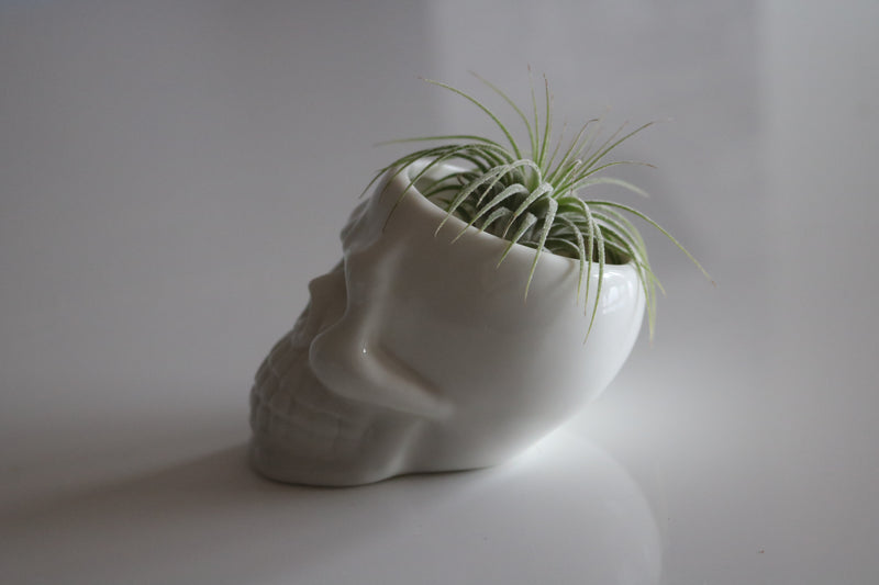 Ceramic Skull Planter