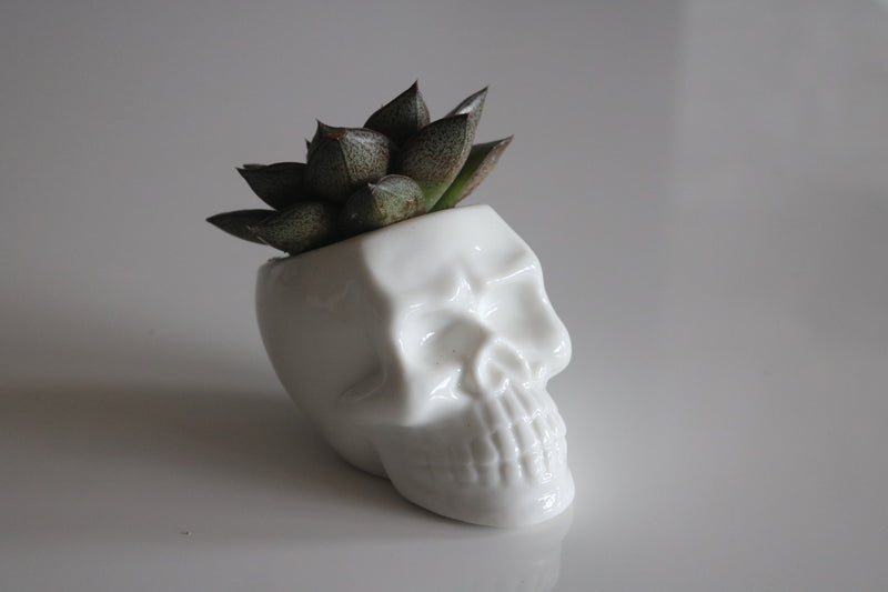 Ceramic Skull Planter