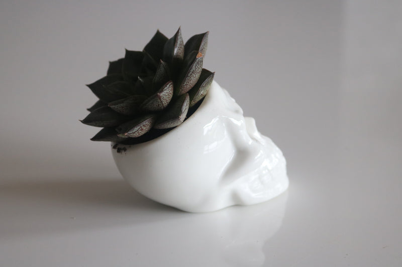 Ceramic Skull Planter