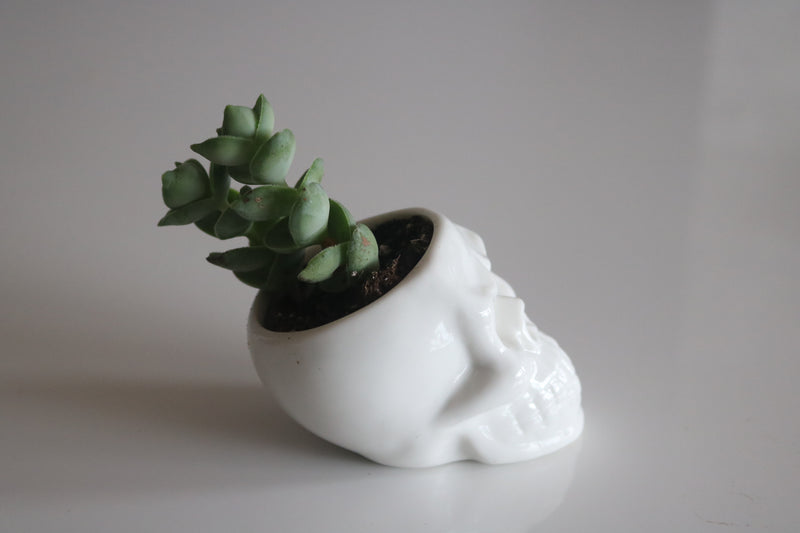 Ceramic Skull Planter