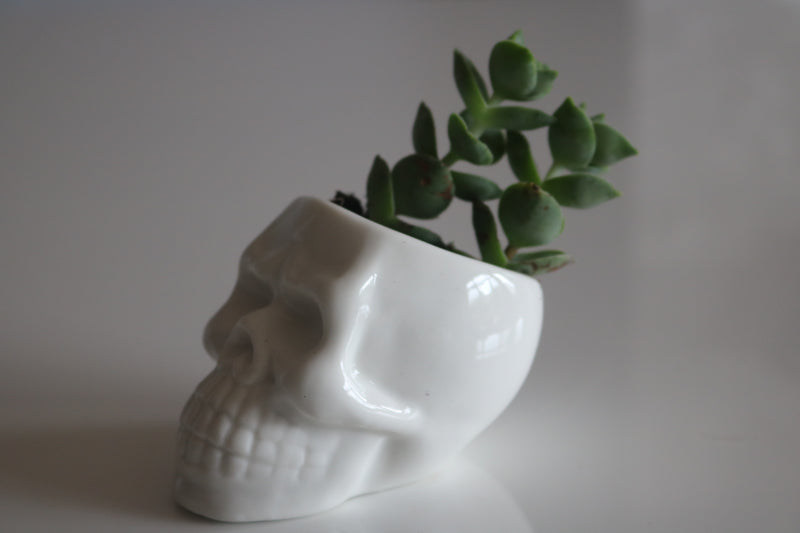 Ceramic Skull Planter