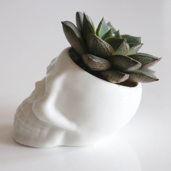 Ceramic Skull Planter